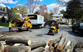 How Our Tree Care Process Works  in  Nissequogue, NY