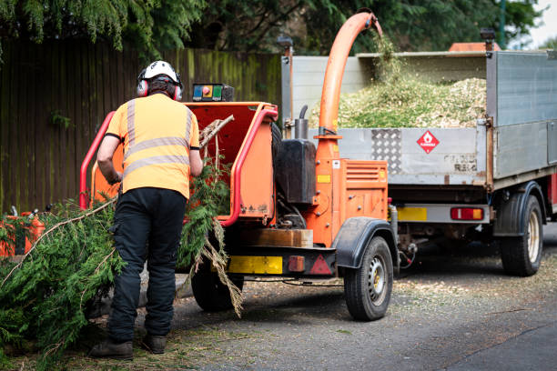 Best Tree Trimming and Pruning  in Nissequogue, NY