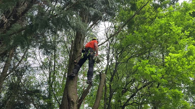 Best Hedge Trimming  in Nissequogue, NY